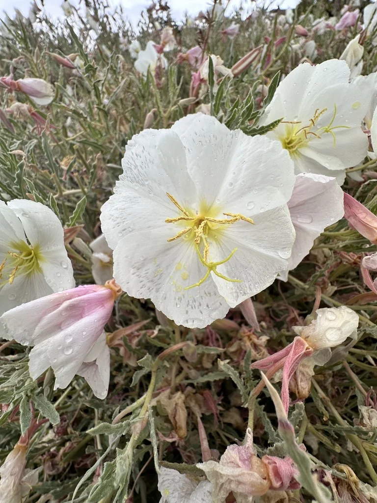 Oenothera californica
