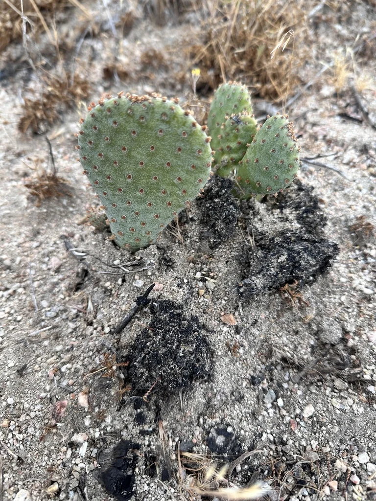 Opuntia Basilaris