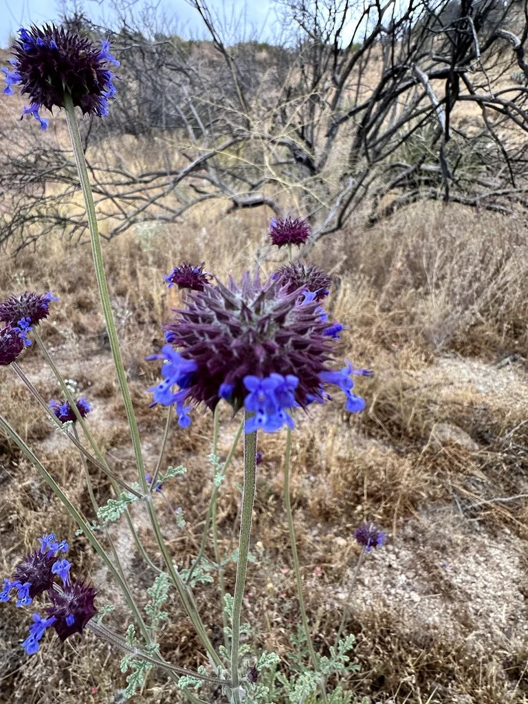 Salvia Columbariae