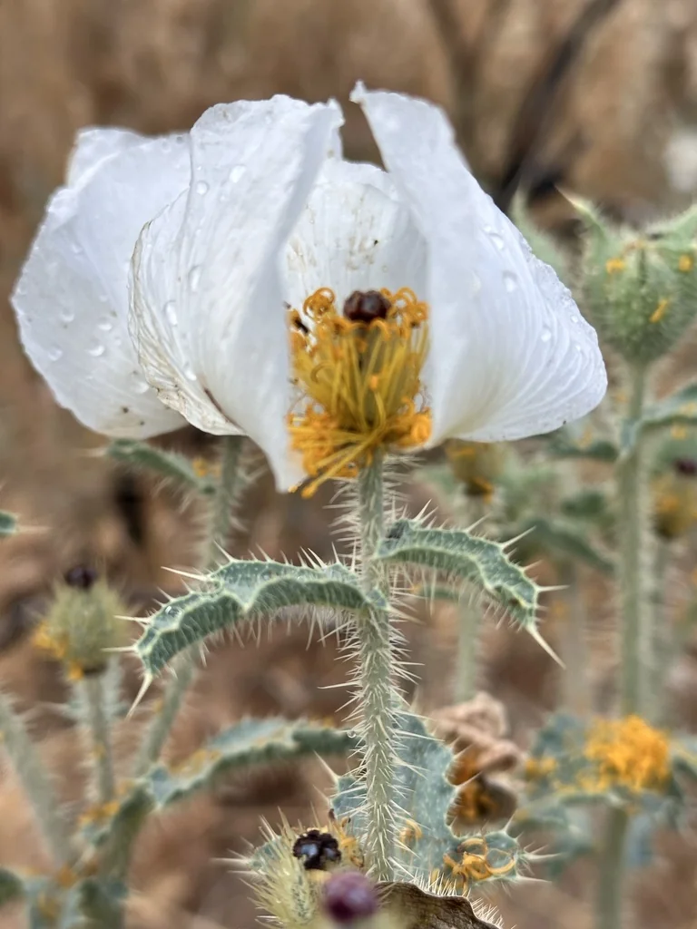 Argemone Munita