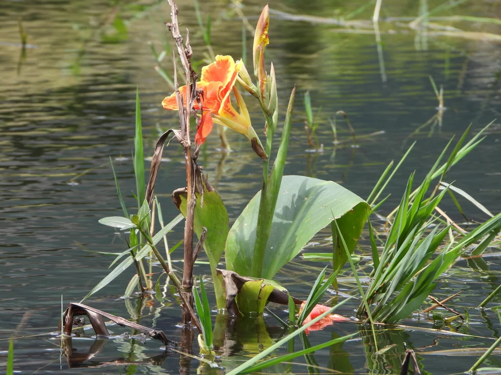 Canna generalis