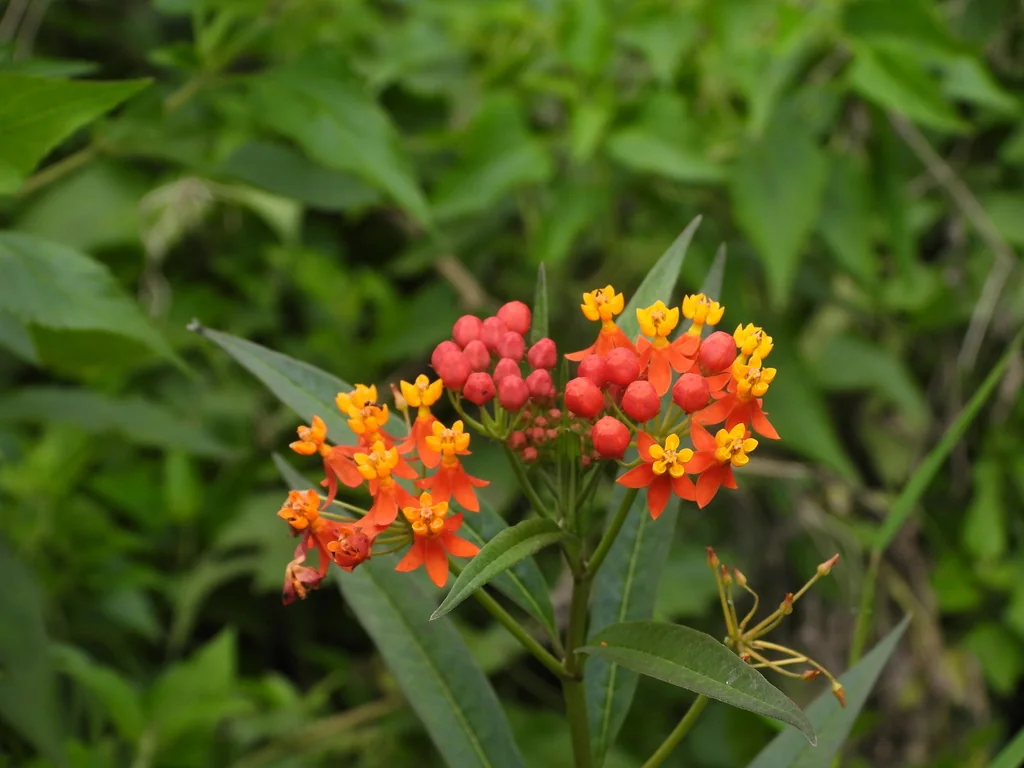 Asclepias Curassavica
