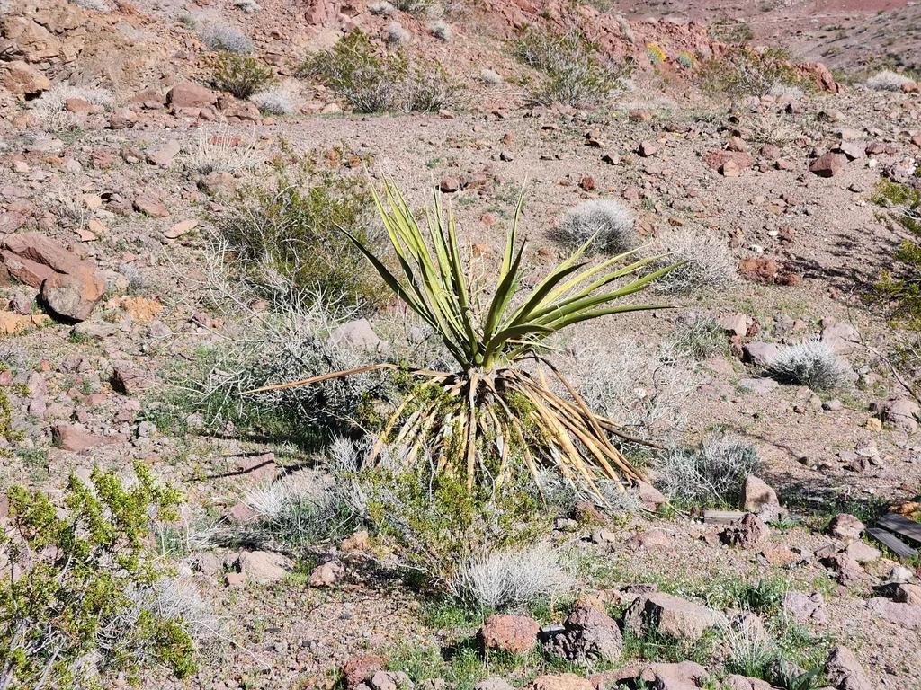 Yucca Schidigera