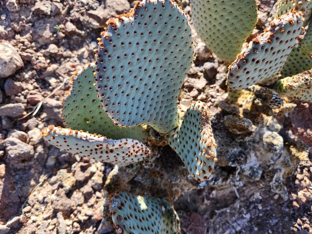 Opuntia Basilaris
