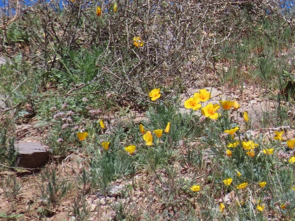 Eschscholzia Mexicana