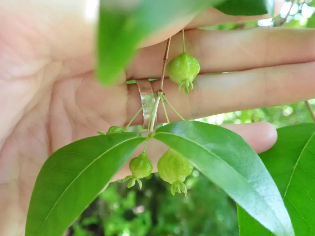 Eugenia Uniflora