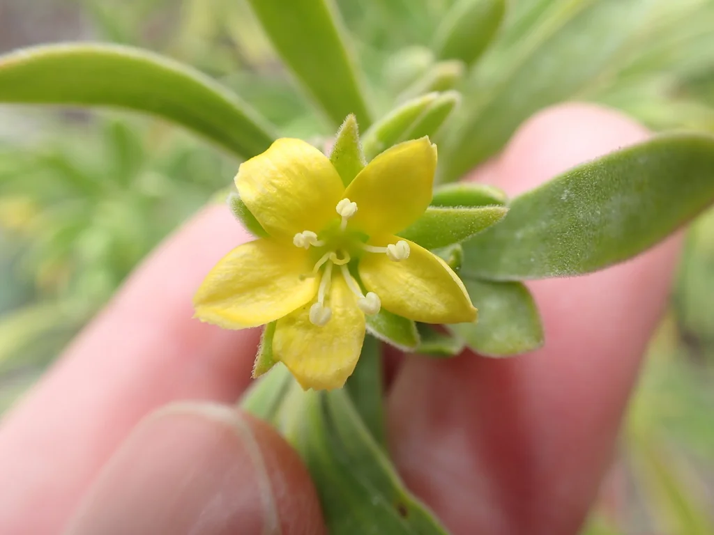 Suriana Maritima