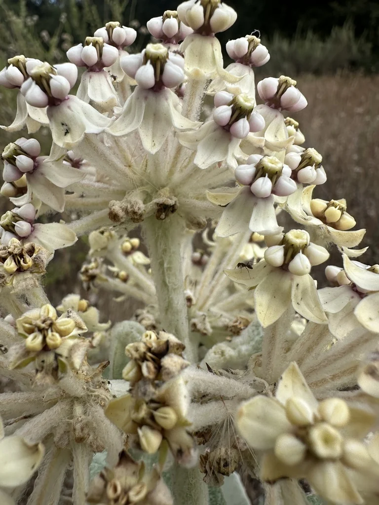Asclepias Eriocarpa