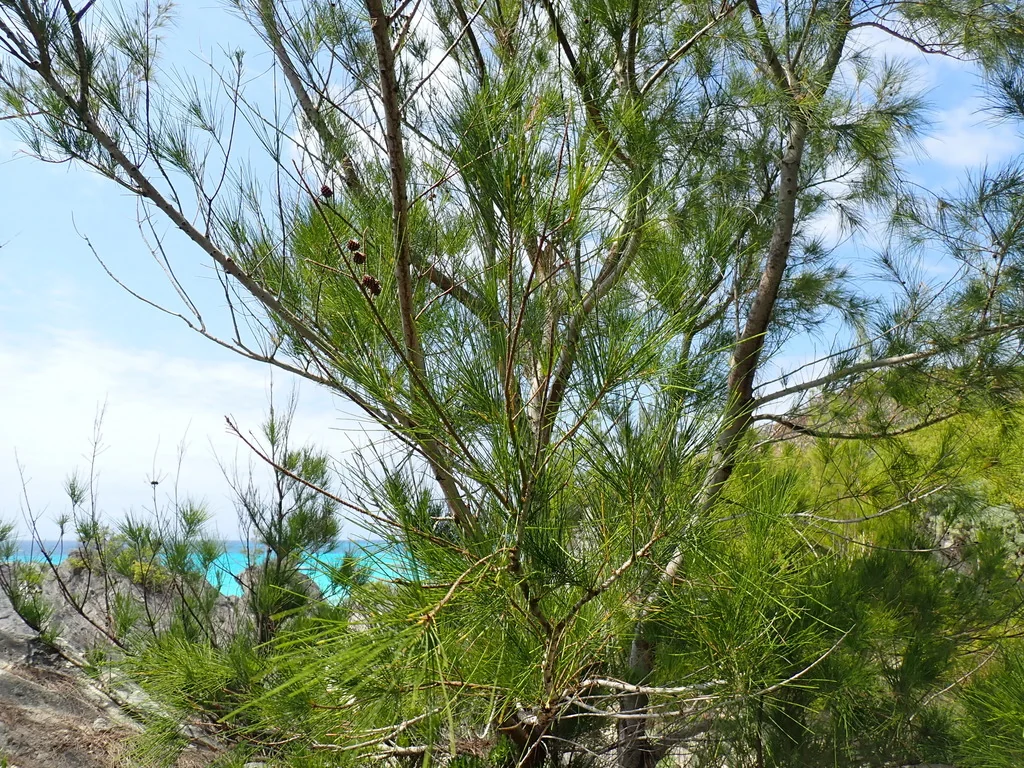 Casuarina Equisetifolia