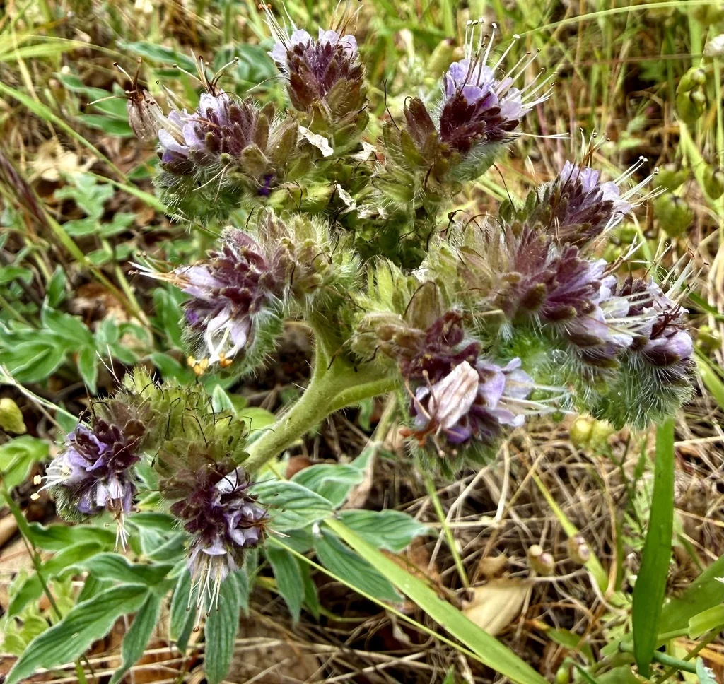 Phacelia Californica