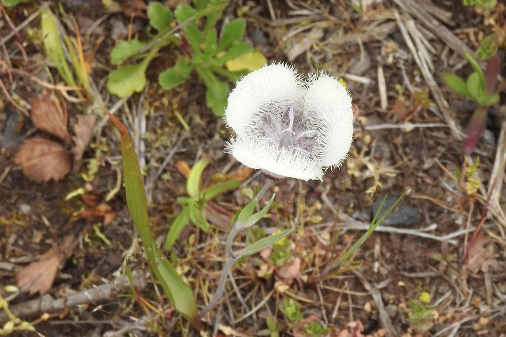 Calochortus Tolmiei