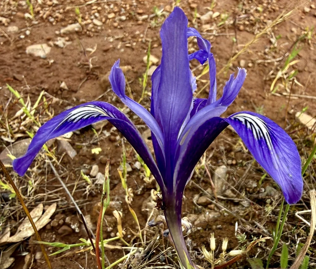 Iris Macrosiphon