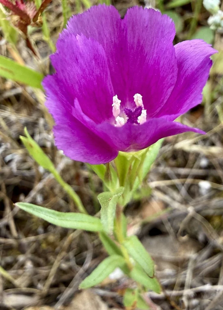 Clarkia Purpurea