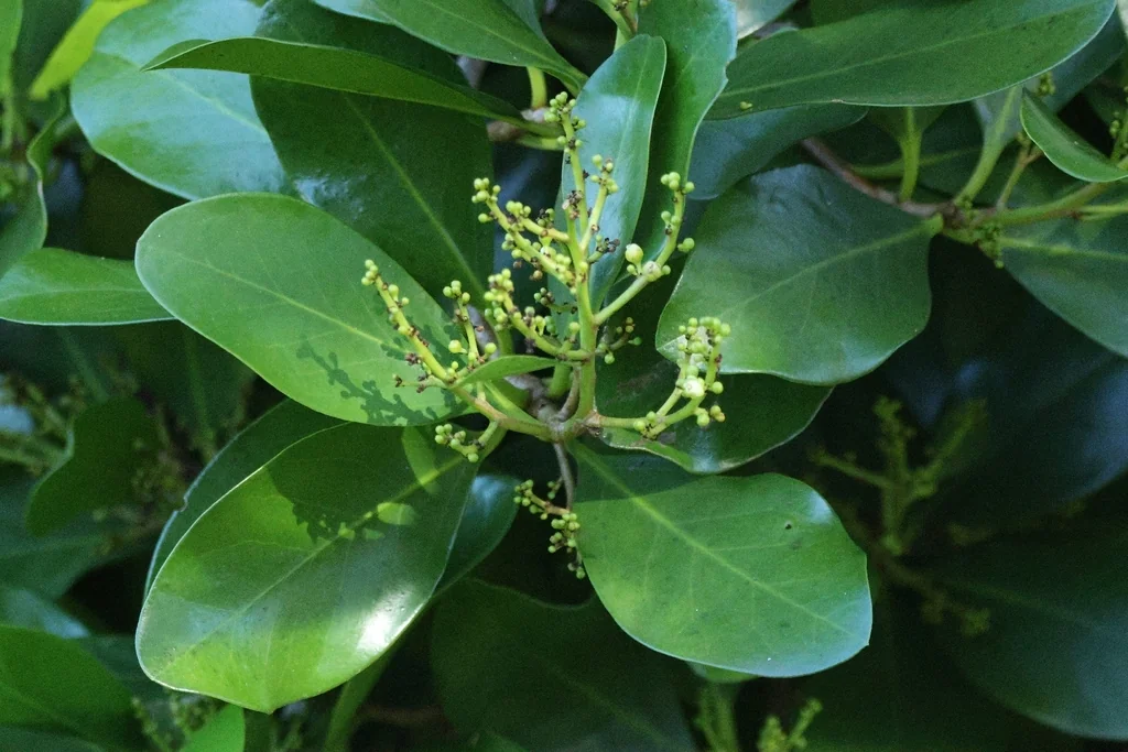 Corynocarpus Laevigatus