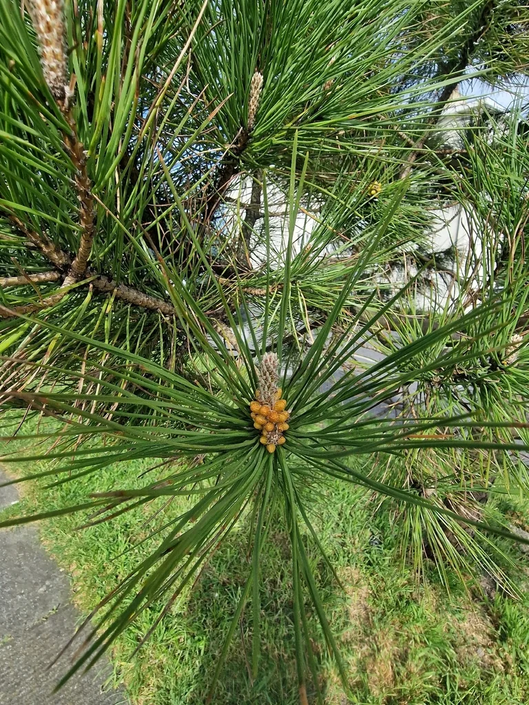 Pinus nigra
