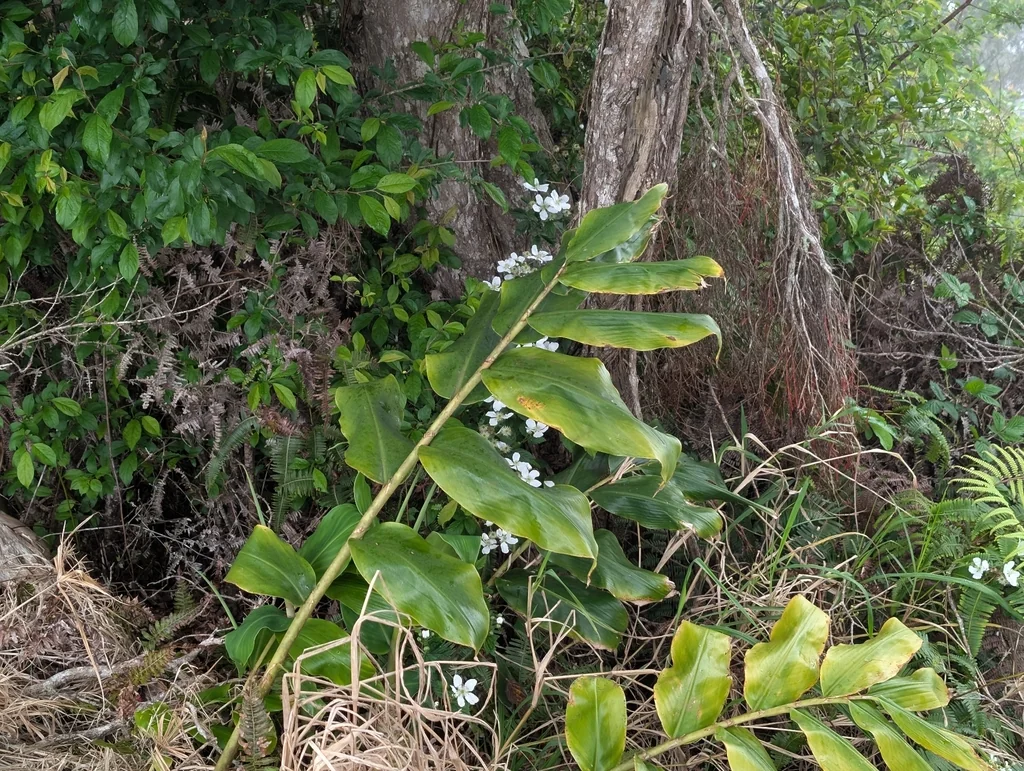 Hedychium Gardnerianum