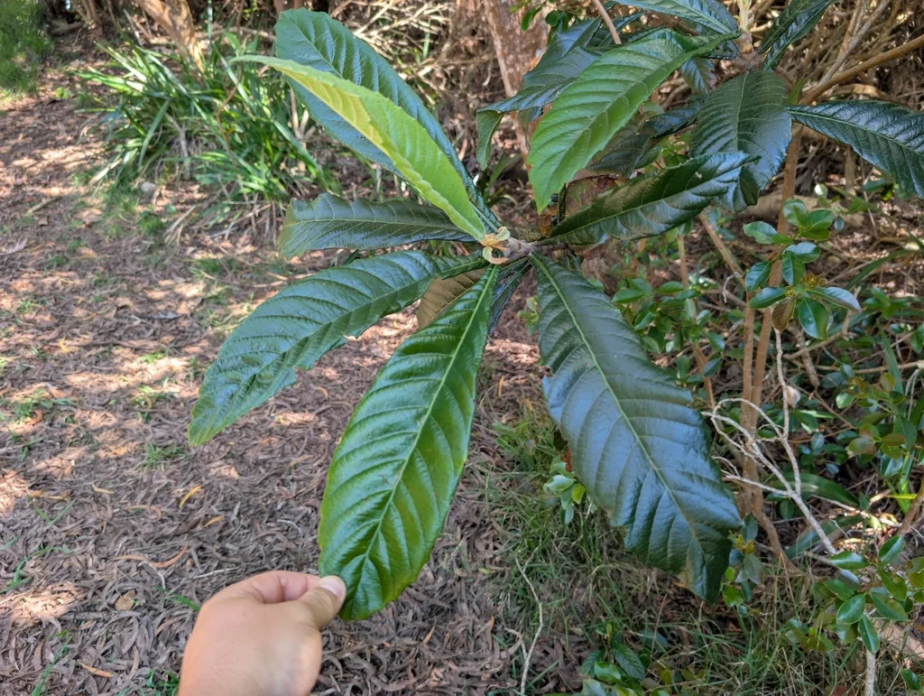 Eriobotrya Japonica