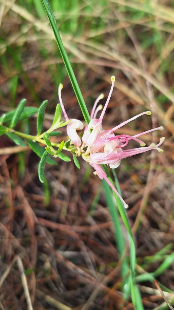 Grevillea Lavandulacea