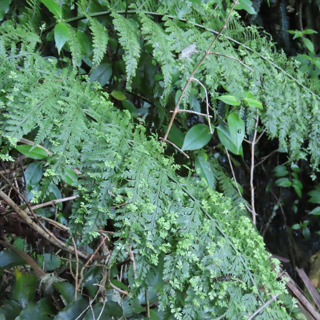 Asplenium Bulbiferum