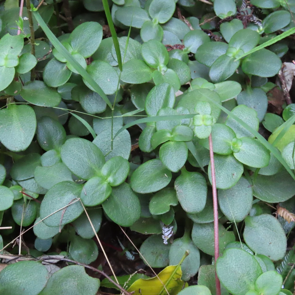Crassula Multicava