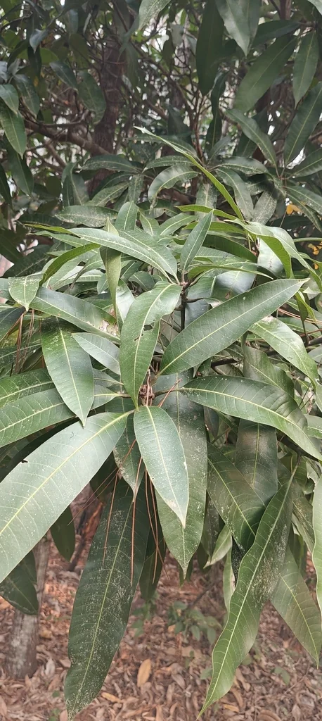 Mangifera indica