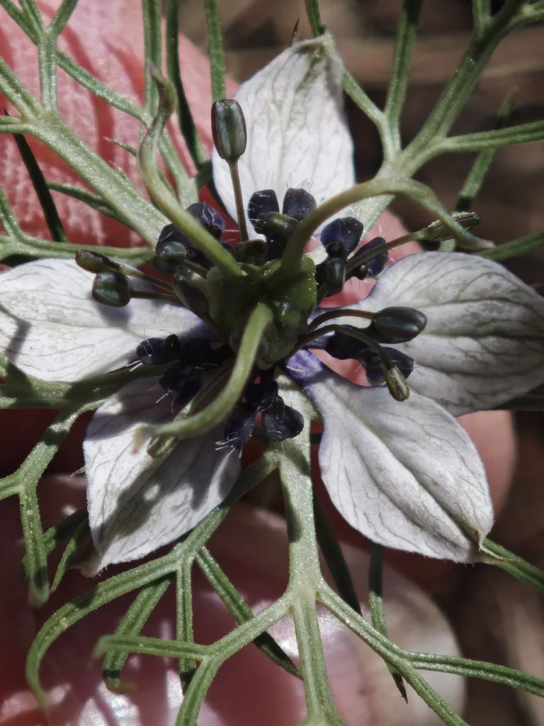Nigella Damascena