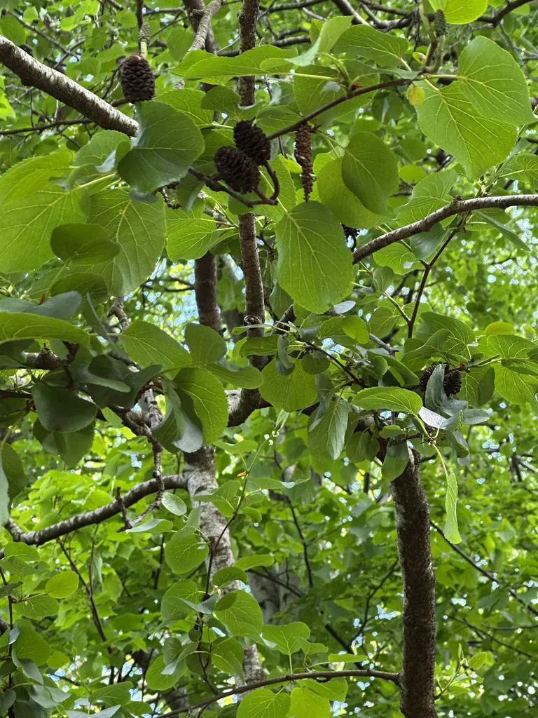 Alnus Cordata
