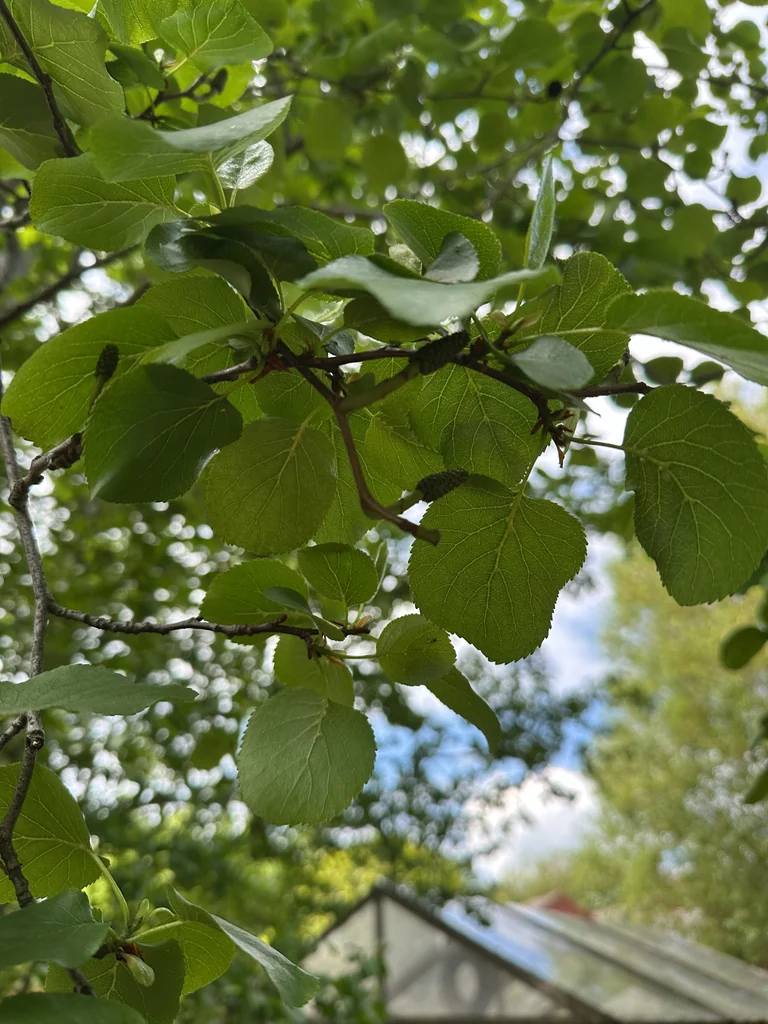 Alnus Cordata