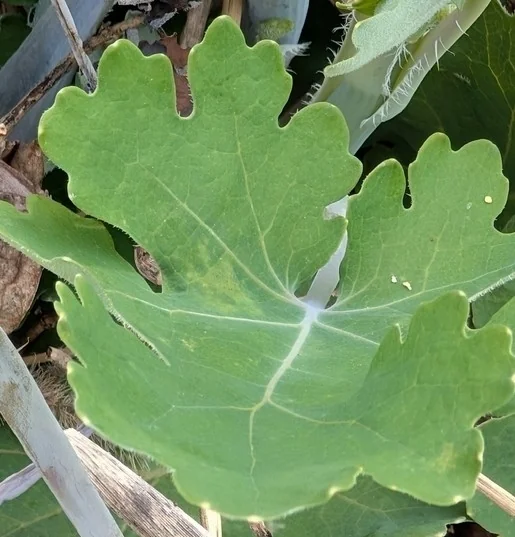 Macleaya Cordata
