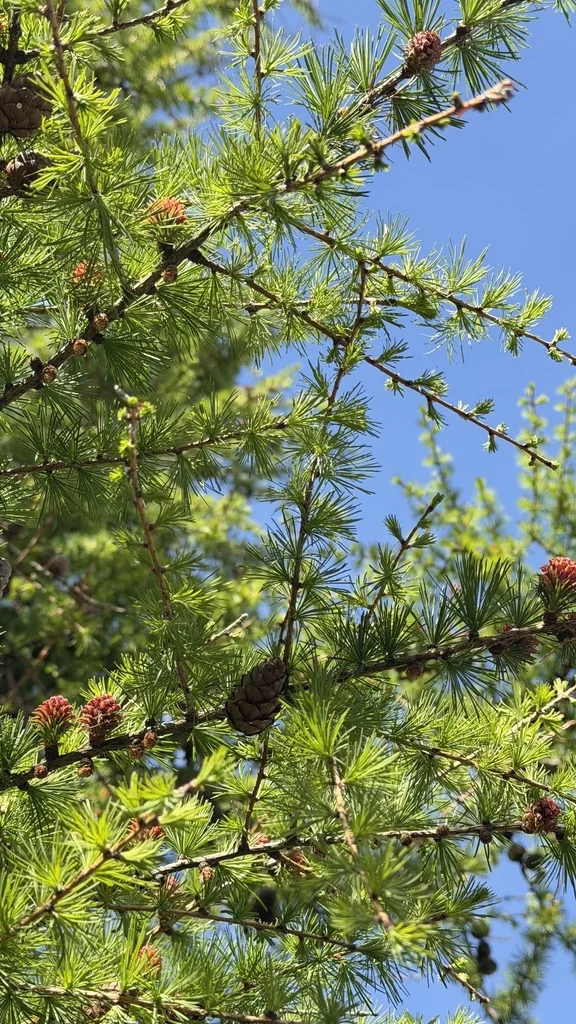 Larix Decidua