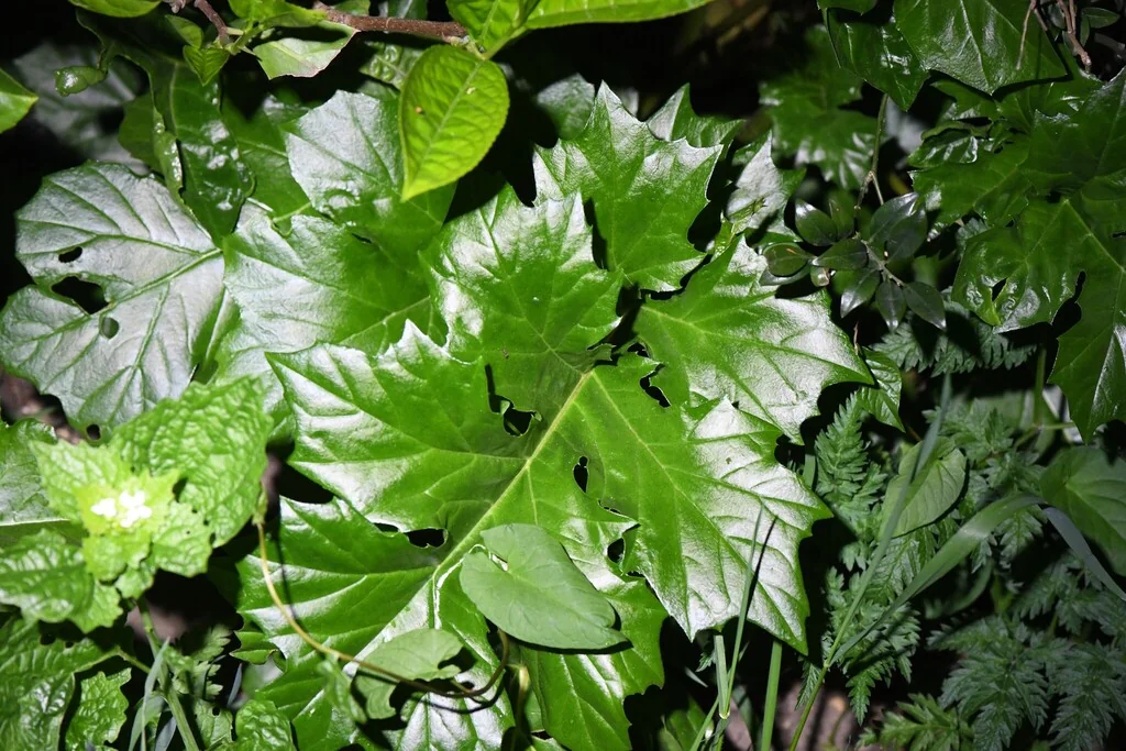 Acanthus Mollis
