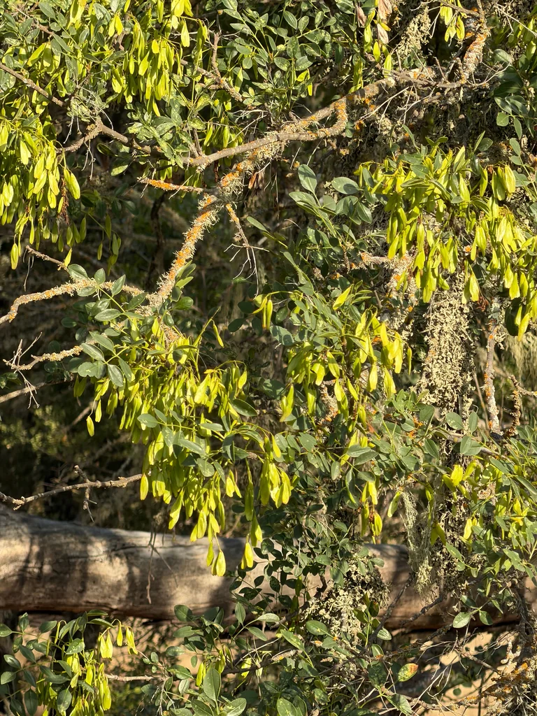 Fraxinus Dipetala