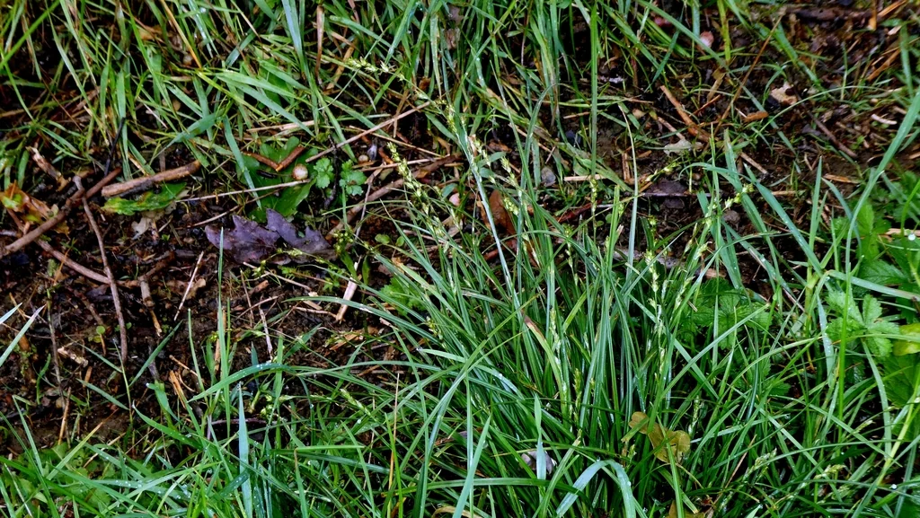 Carex Divulsa