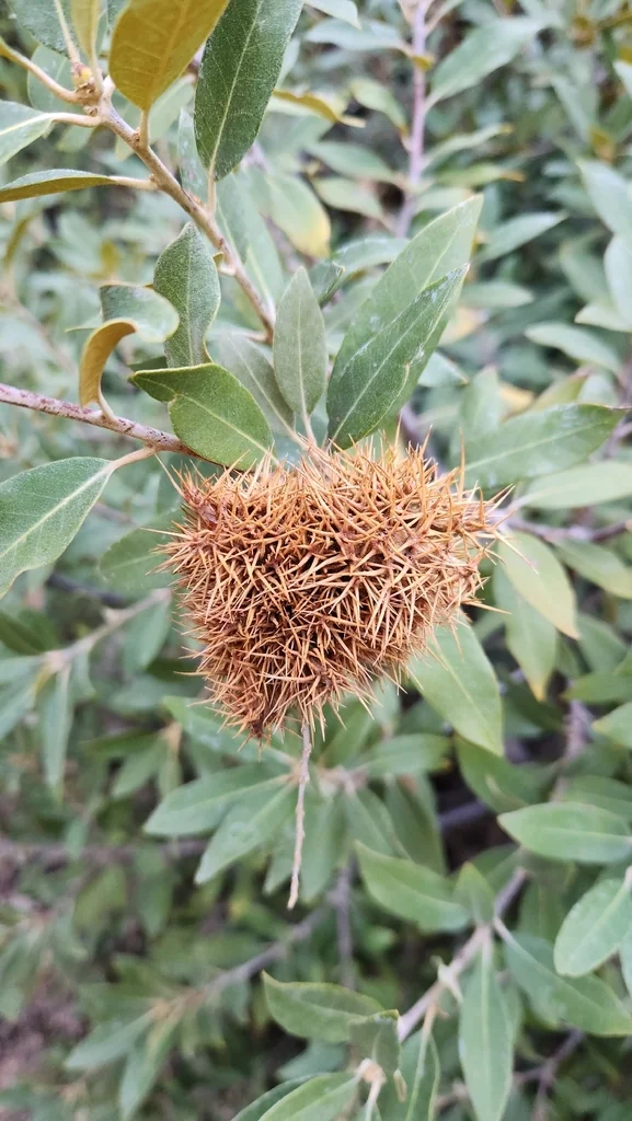 Chrysolepis Sempervirens
