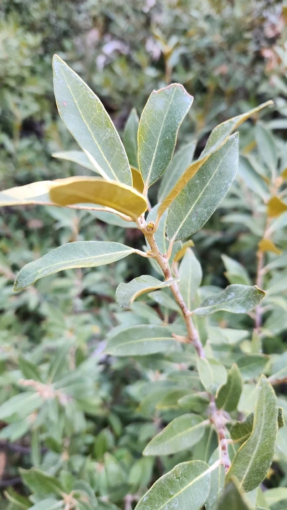 Chrysolepis Sempervirens