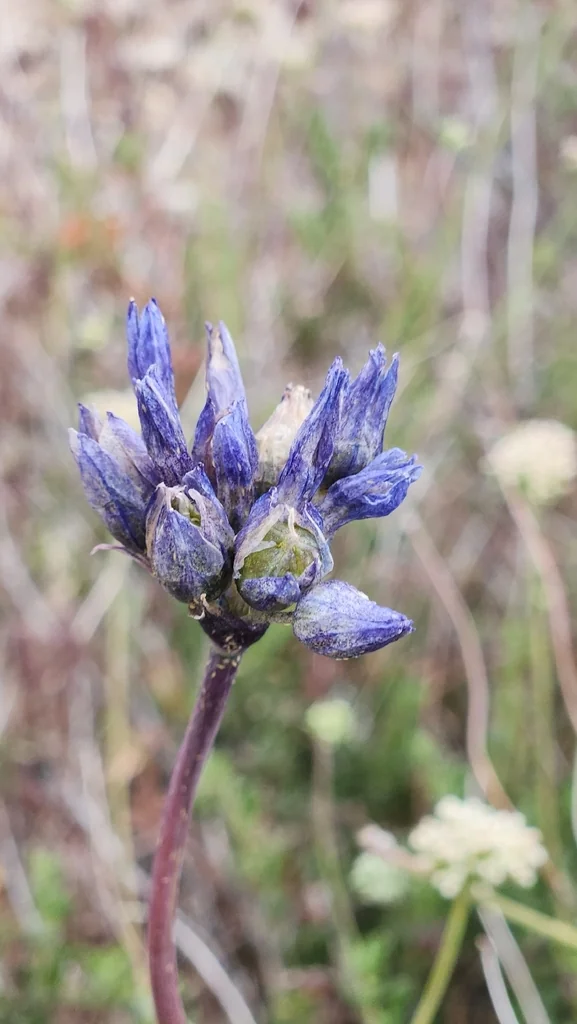 Dichelostemma Capitatum