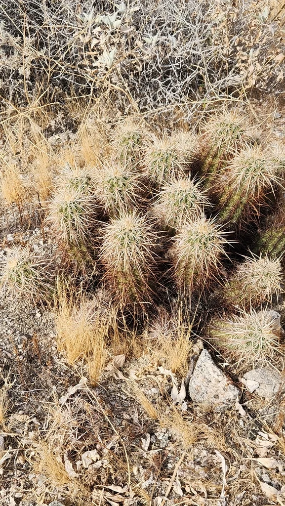 Echinocereus Engelmannii