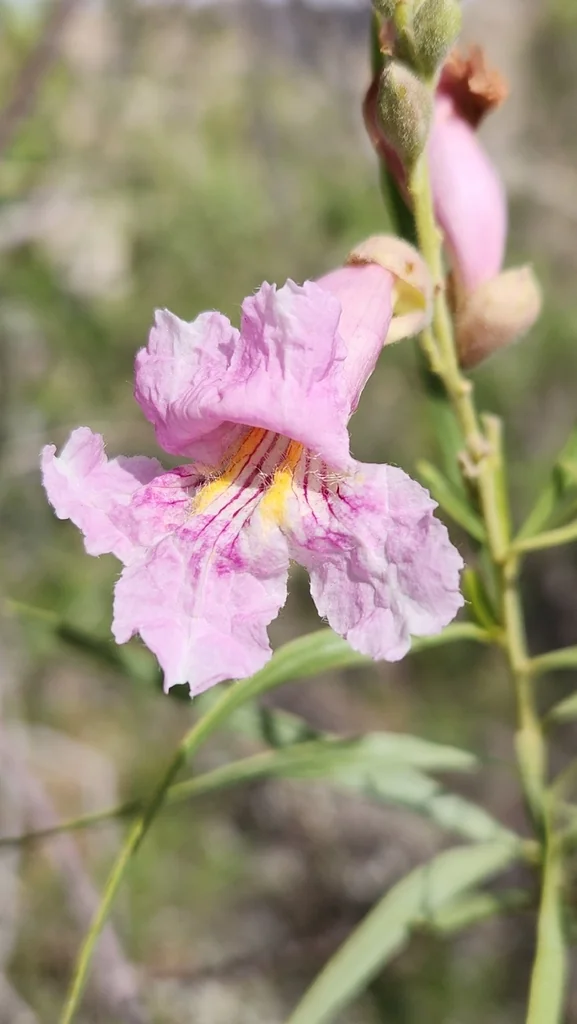 Chilopsis Linearis