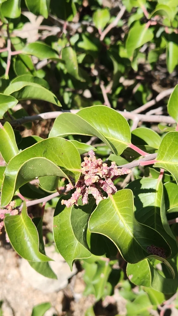 Rhus Ovata