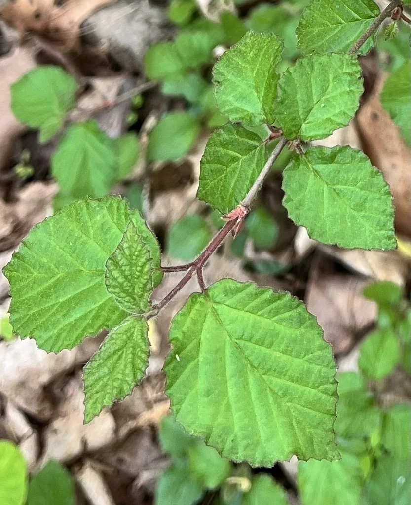 Viburnum dilatatum