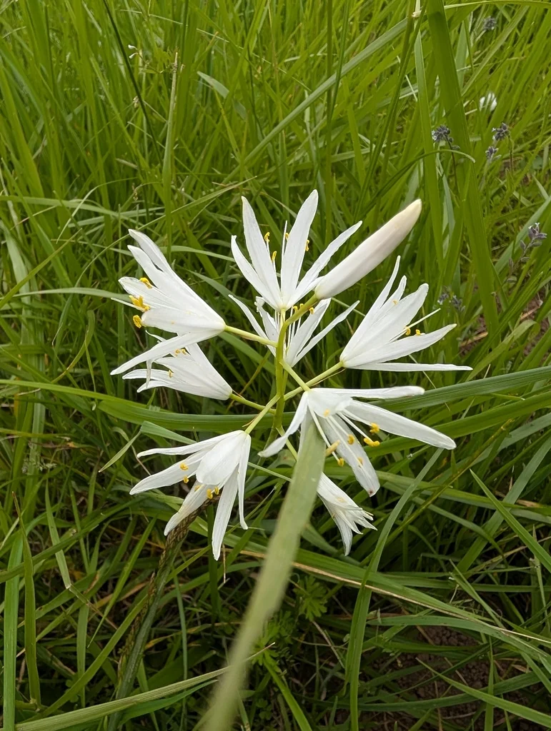 Camassia Leichtlinii