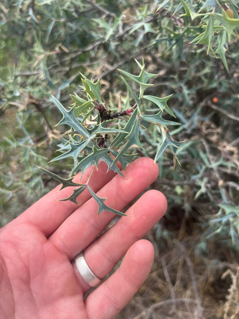Berberis Trifoliolata