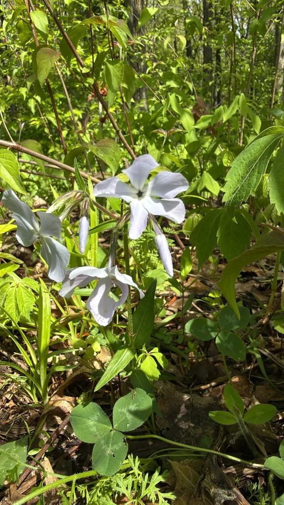 Phlox Divaricata