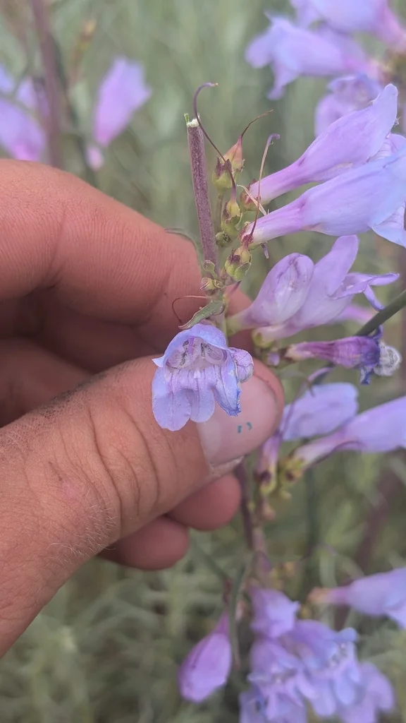 Penstemon Strictus
