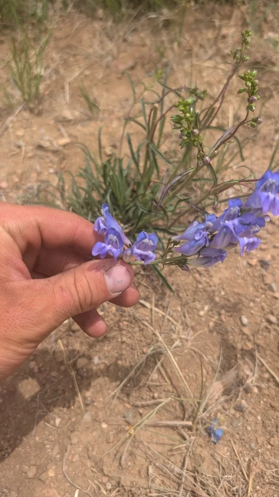 Penstemon Strictus