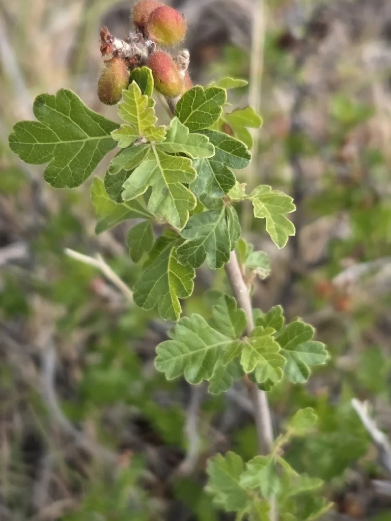 Rhus trilobata