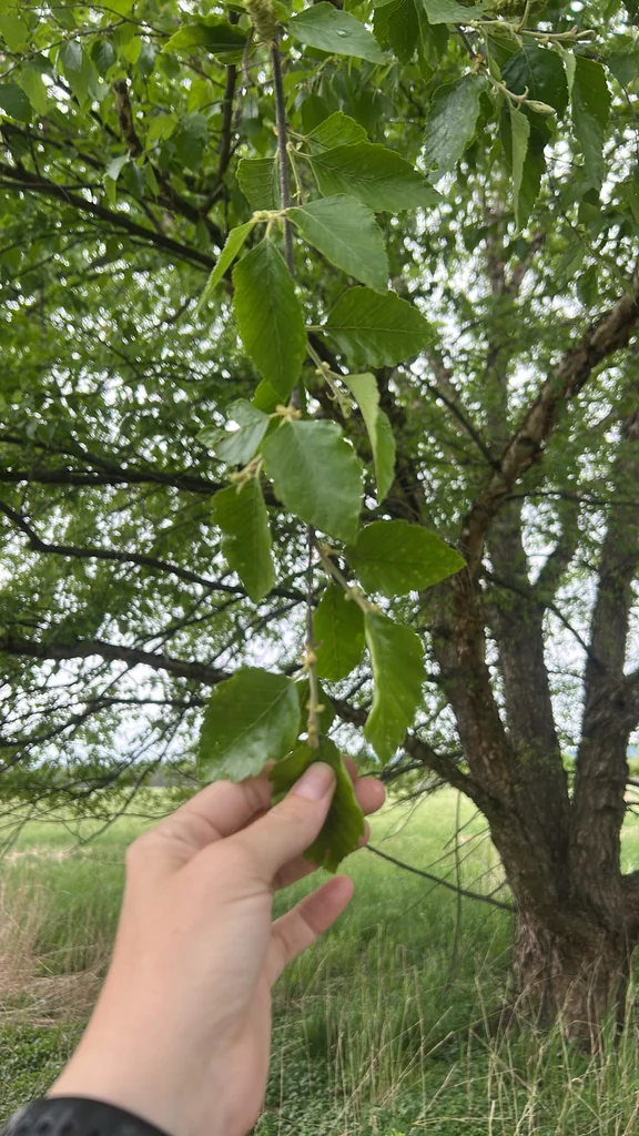 Betula Nigra