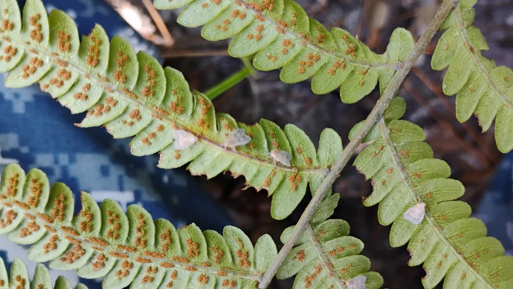 Woodwardia Virginica
