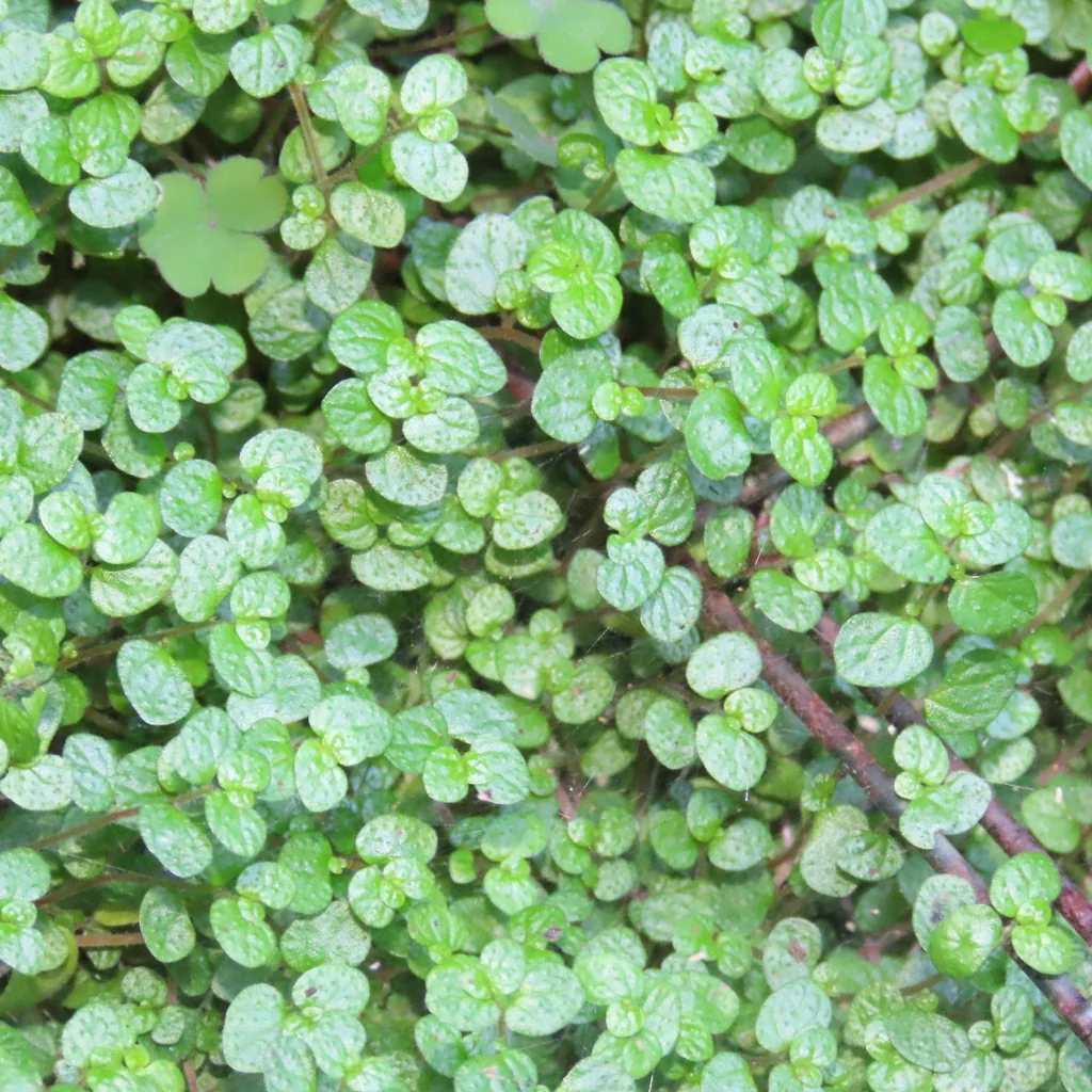 Soleirolia Soleirolii
