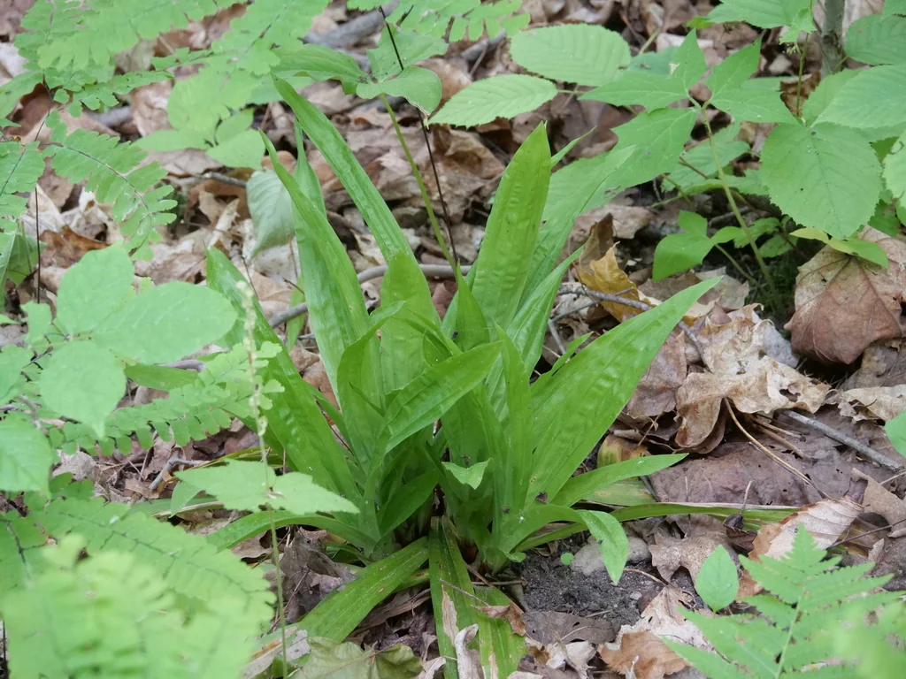 Carex plantaginea